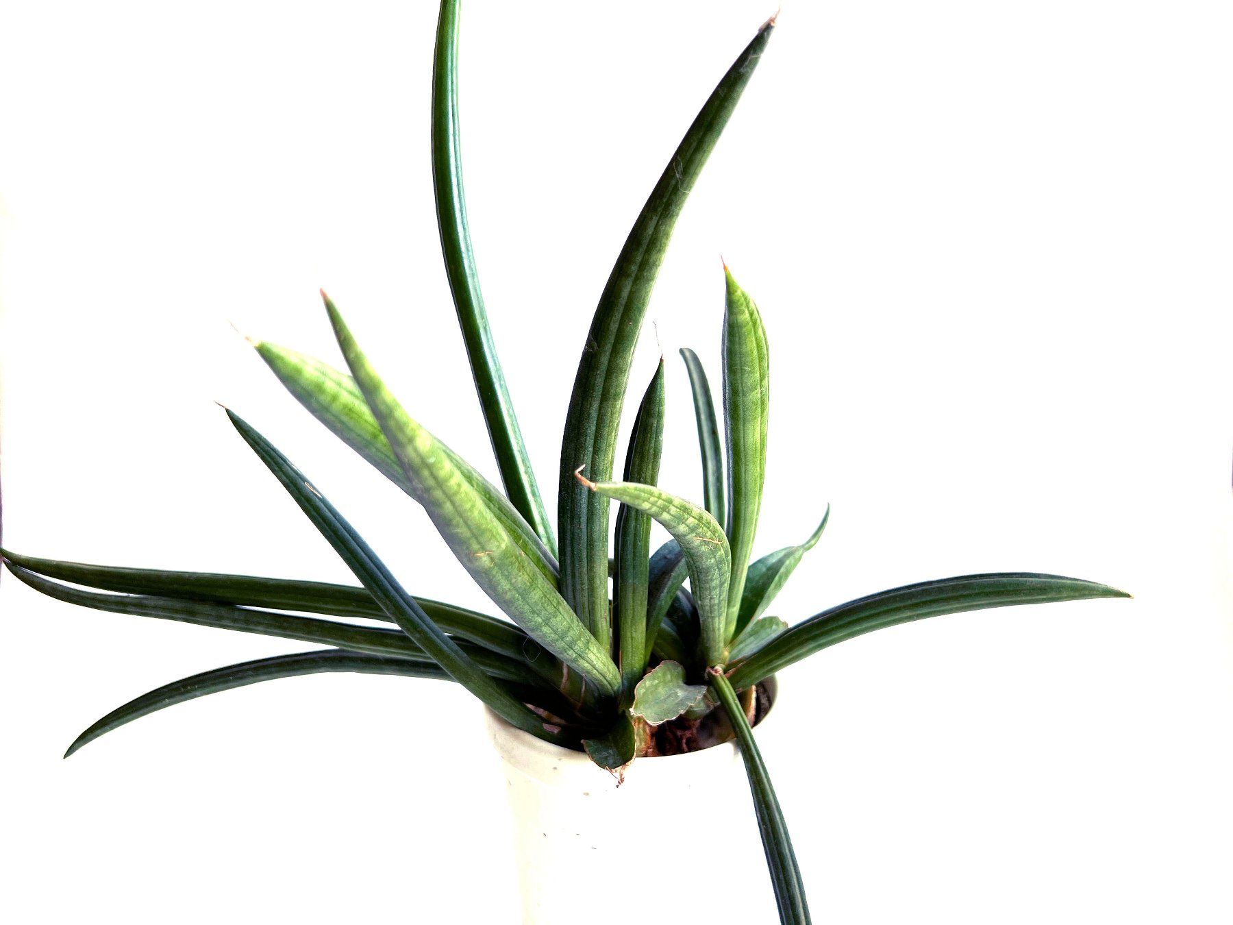 Piante & sementi: Sansevieria**Cylindrica***** – Nuovo (secondo la descrizione) da Dübendorf venduto da Orchid18 2