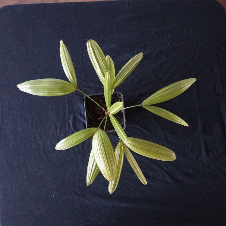 Rhapis excelsa variegata Kaufen auf Ricardo