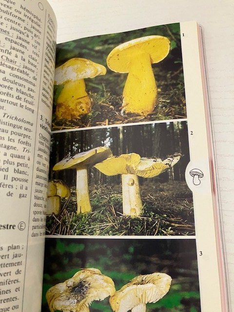 Libri: Guides de terrain "champignons " et "fleurs des montagnes" – Usato da Les Ponts-de-Martel venduto da Jolisa 4