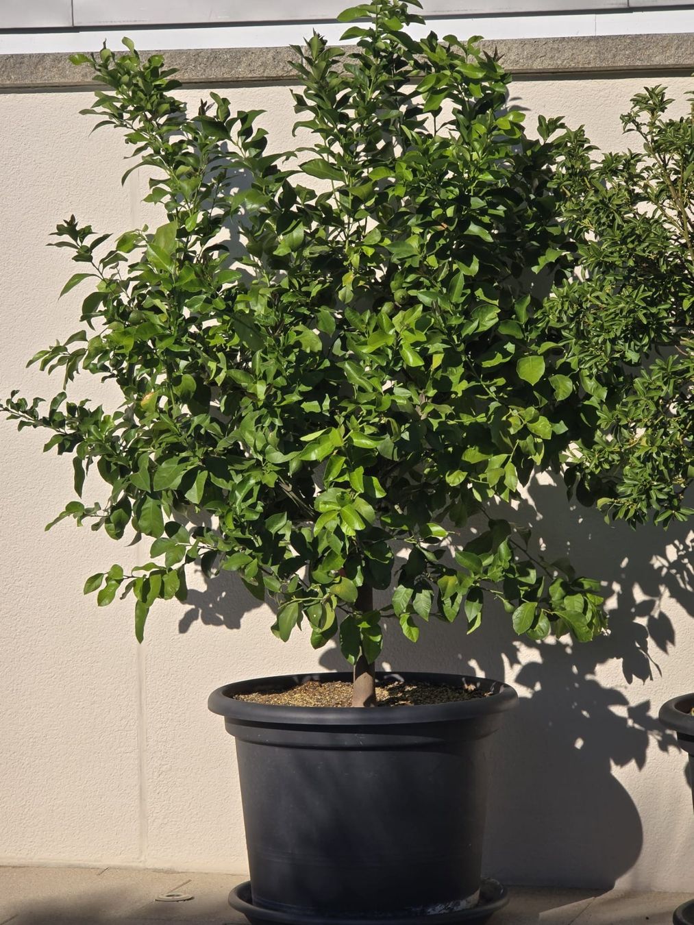 Piante & sementi: Zitronen-Baum im Topf – Usato da Bleienbach venduto da mogig