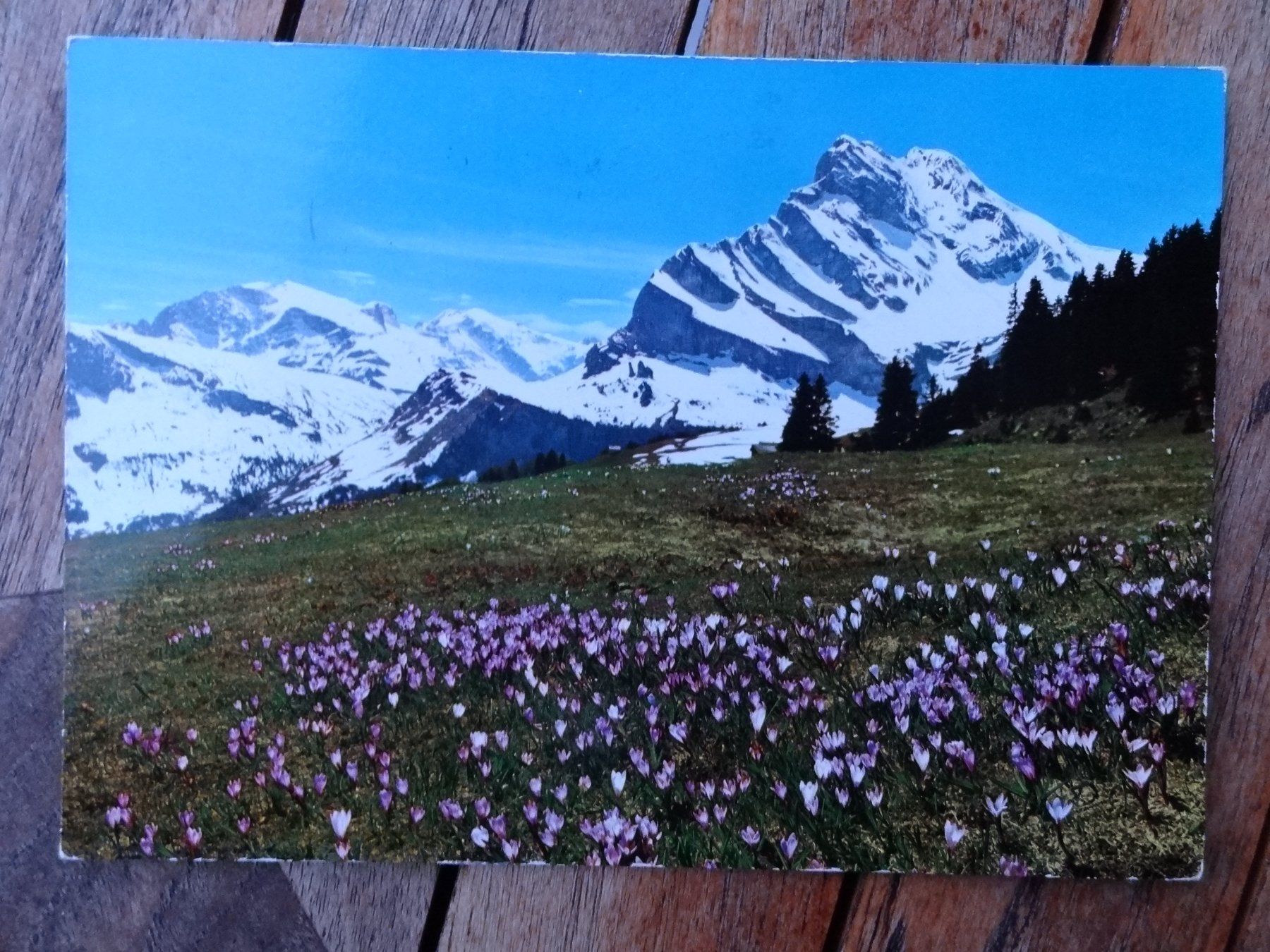 Cartoline postali: Braunwald , Krokuswiese mit Ortstock - 1968 – Usato da St Léonard venduto da Riglin