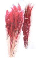 Laragus und Barbaragras rot