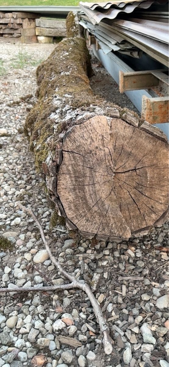 Articoli in legno: Nussbaumholz Ast ca. 30cm dick, 4m lang – Usato da Thunstetten venduto da D_aernscht 1