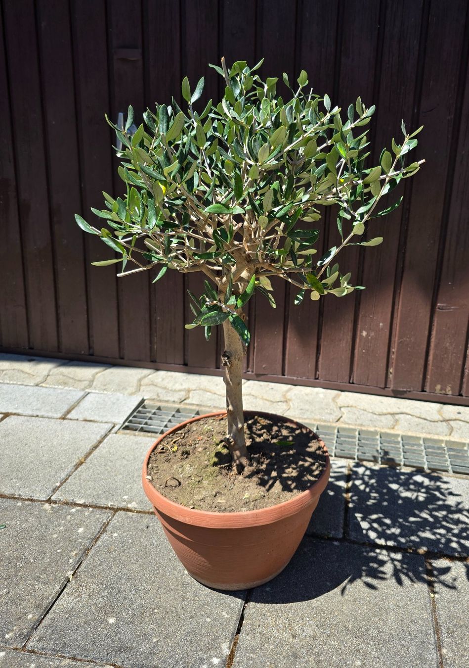 Plantes & graines: Schöner kleiner robuster Olivenbaum – D'occasion à Aarburg par popkorn65 2
