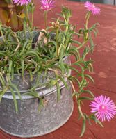 Pianta grassa in vaso metallo