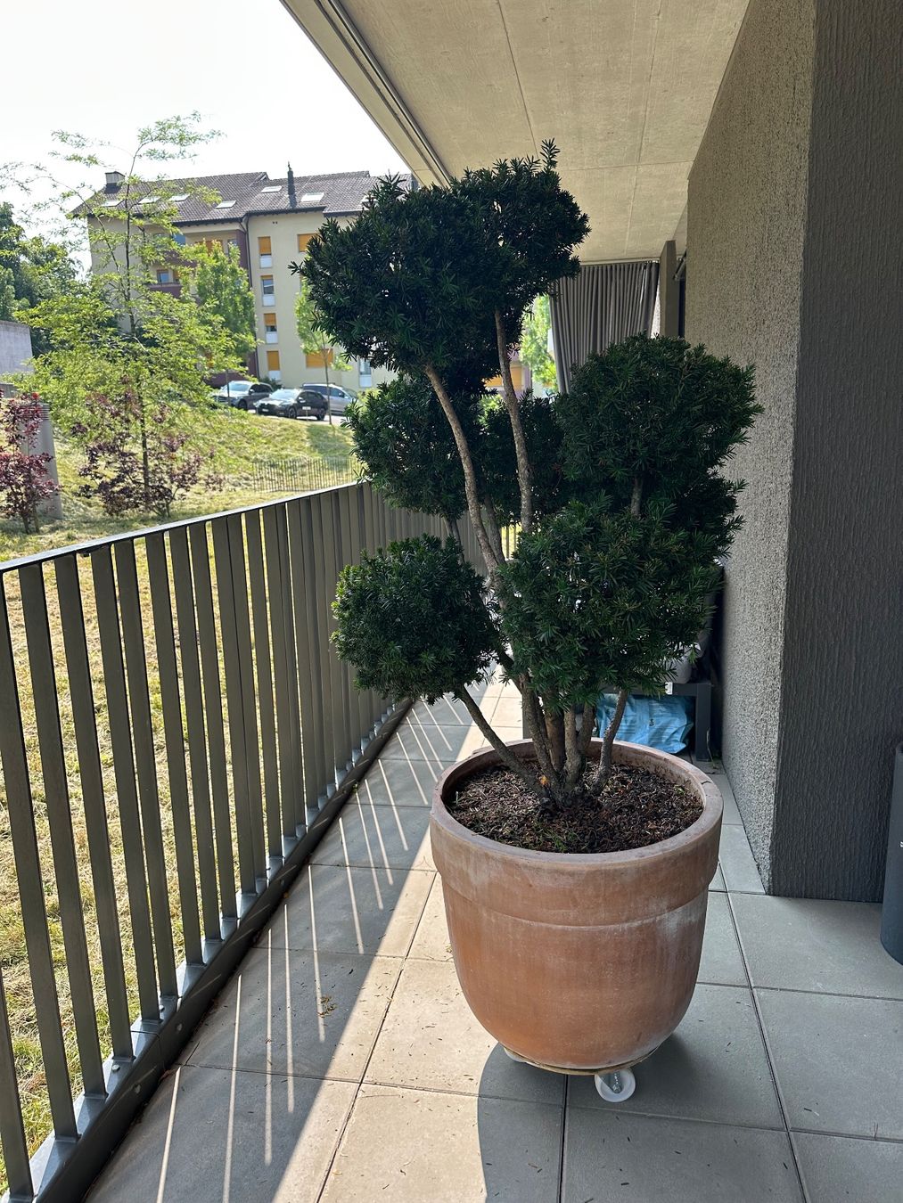 Eibe (Taxus baccata), kunstvoll in Niwaki-Form (Wolkenform) (Gebraucht) in  Feusisberg fr CHF 1100  nur Abholung auf Ricardo kaufen