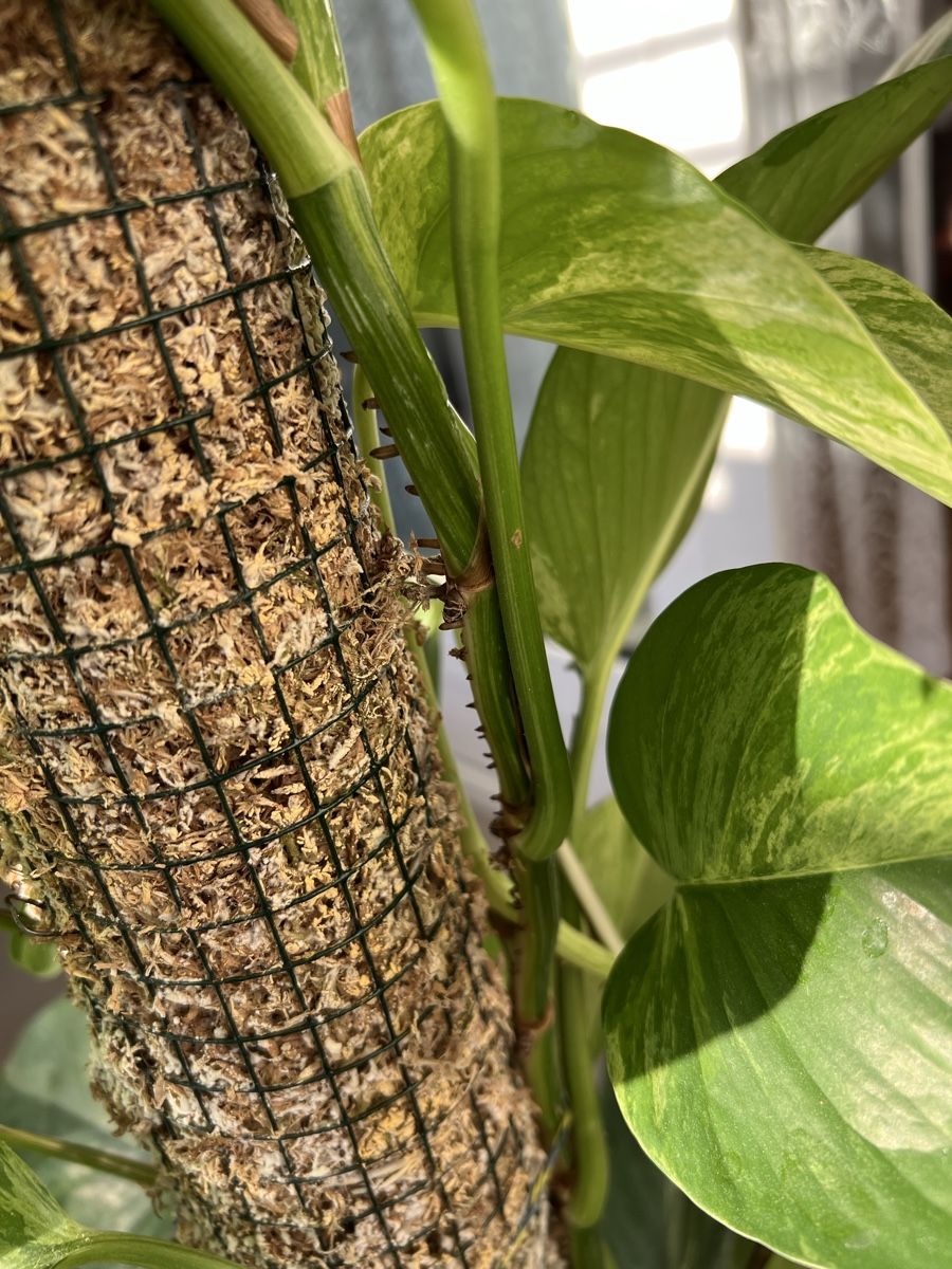 Piante & sementi: Marble Queen Pothos an der Moosstange – Usato da St. Gallen venduto da ome_g8v2 5