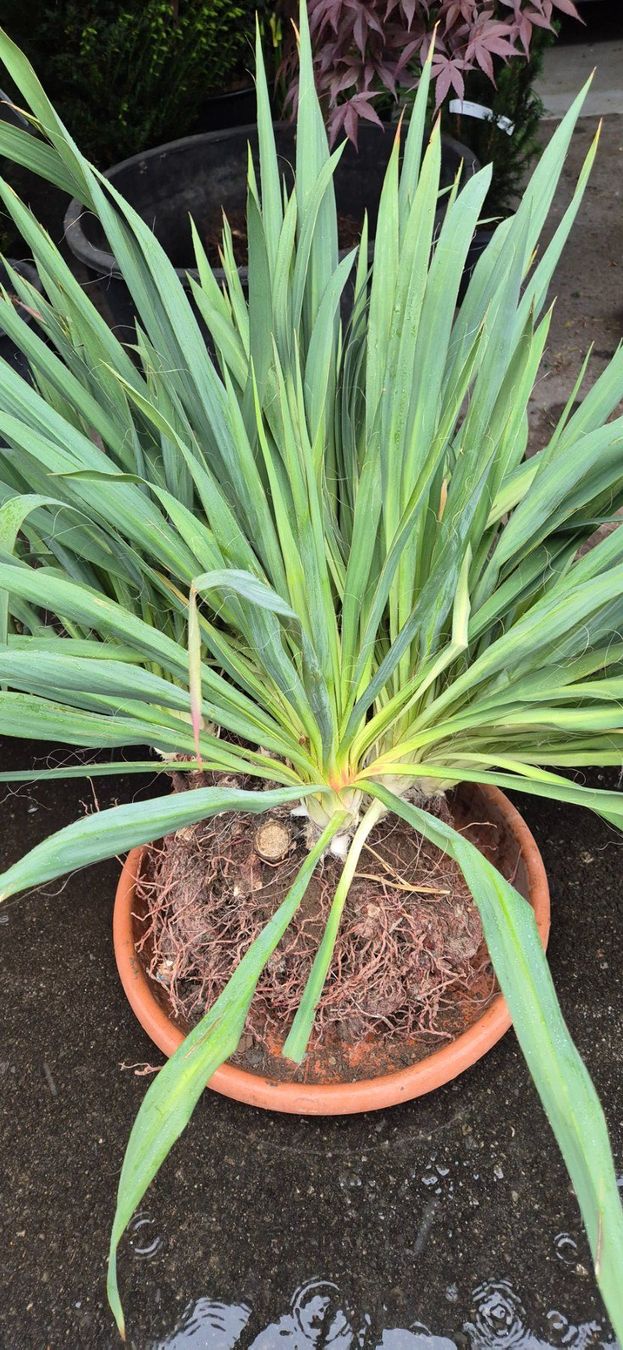 Piante & sementi: YUCCA PALMLILIE – Nuovo (secondo la descrizione) da Jona venduto da Sleon02 2