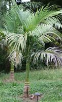 8 Stück Kubanische Königspalme Samen, Roystonea regia