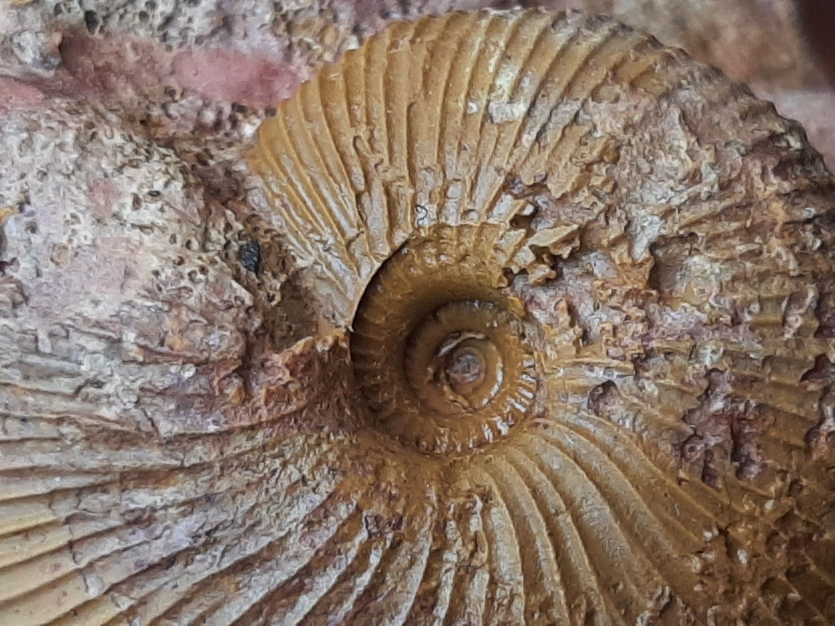 Fossilien: Ammonit auf Matrix aus Anwil BL – Gebraucht aus Rickenbach BL von Oktober68 2