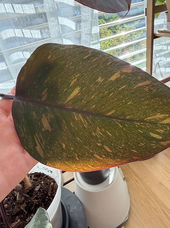 Pflanzen & Samen: Philodendron Orange Princess – Gebraucht aus Spiez von Lunelu 1