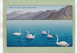 Lac Léman Cygnes et Dents du Midi