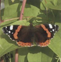 2 Servietten Schmetterling braun