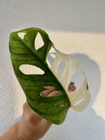Monstera Adansonii Variegata – Node Cutting 🤍🌿