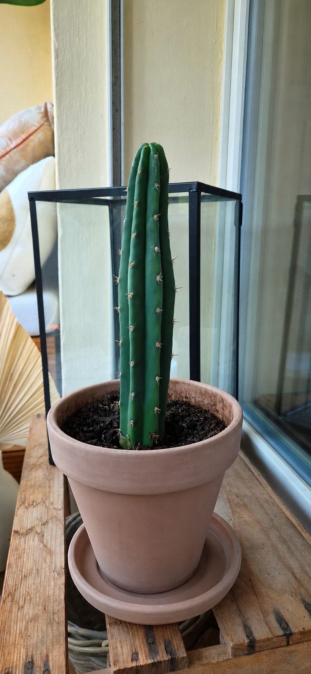 Piante & sementi: San Pedro Kaktus im Tontopf  – Usato da Bern venduto da Yanick026