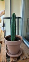 San Pedro Kaktus im Tontopf 