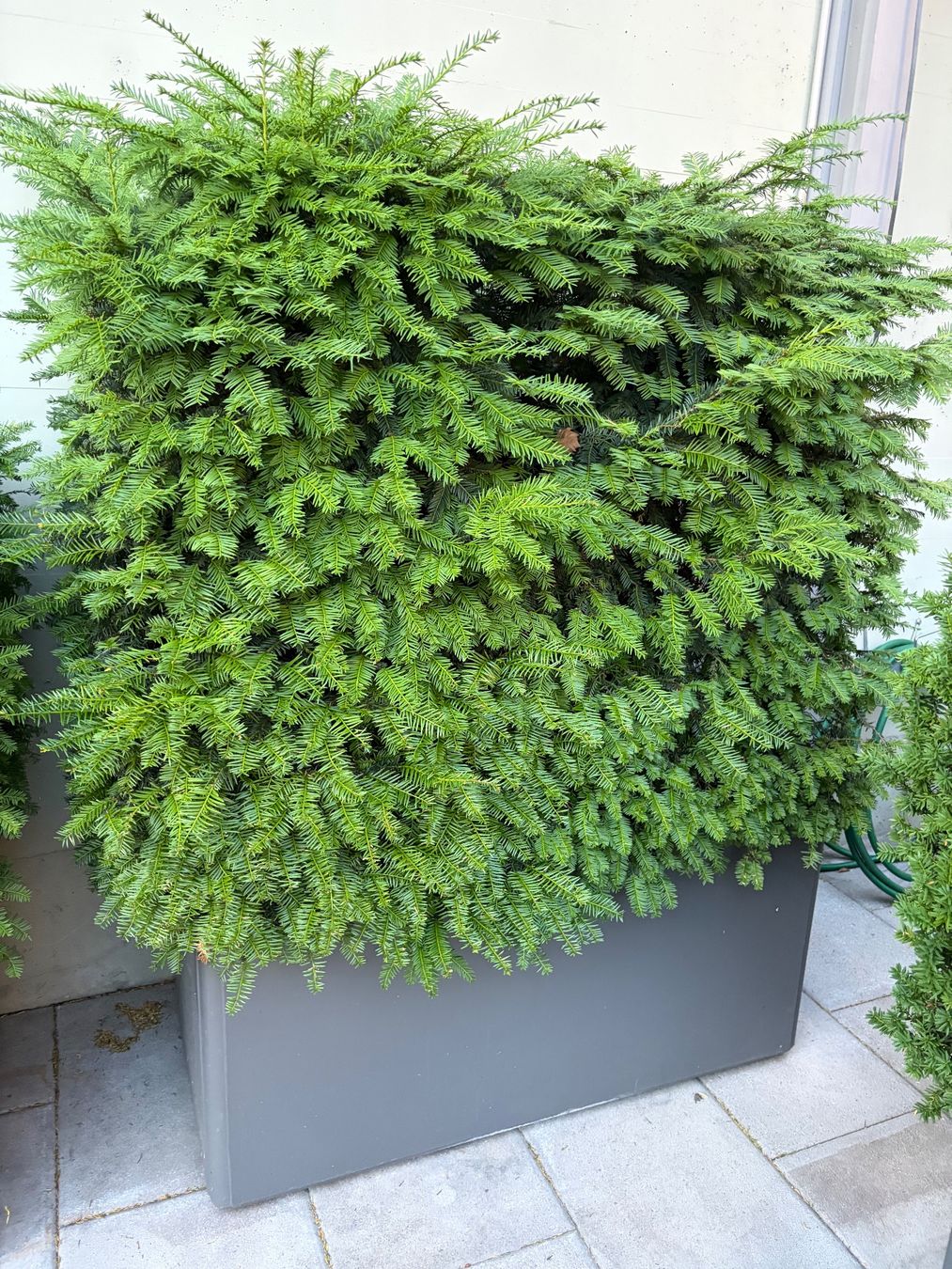 Vasi per fiori: Eibe im Topf – Usato da Glattpark(Opfikon) venduto da denboj
