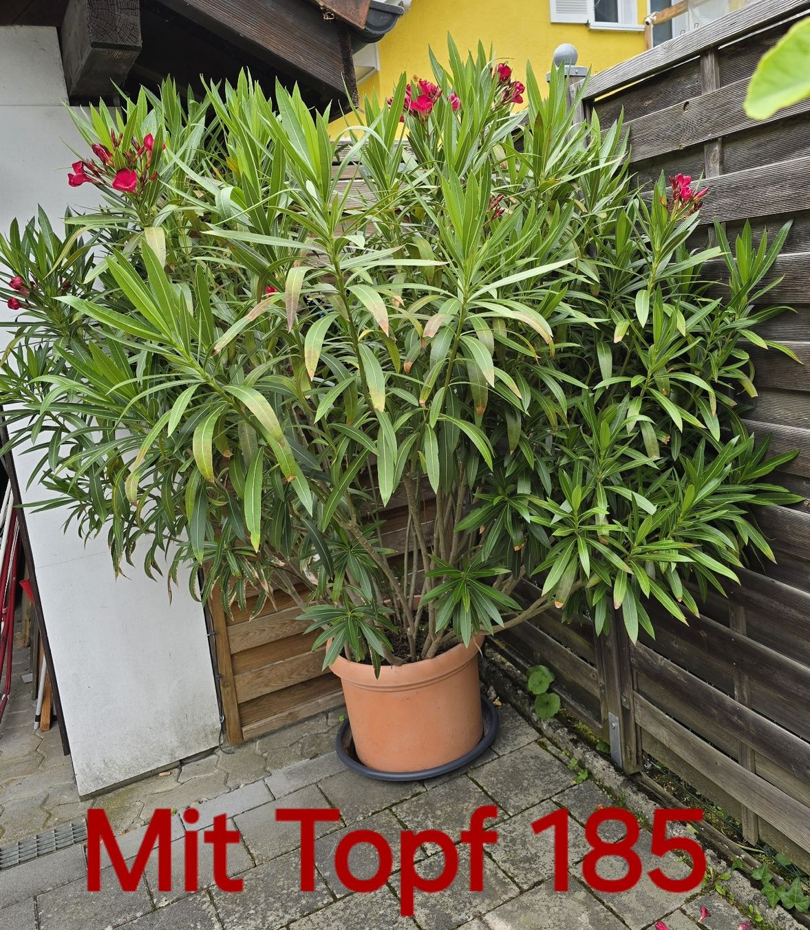 Piante & sementi: Großer, blühender Oleander im Topf – Usato da Aarburg venduto da popkorn65 2