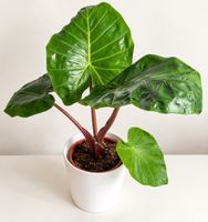 🌿 Alocasia – schöne Zimmerpflanze