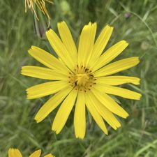 Profile image of Dactylis