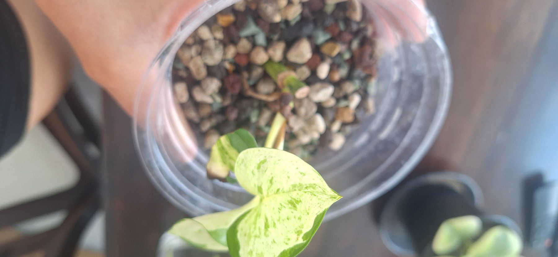 Pflanzen & Samen: Happy Leaf 🍃 – Gebraucht aus Zürich von fra_gw8w 1