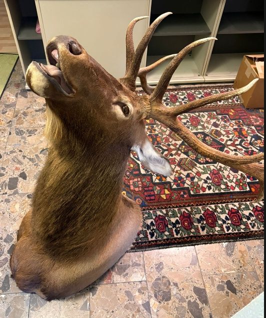 Il mondo degli animali: Wapitihirsch Trophäe, präpariert guter Zustand – Usato da Wettingen venduto da Bwalti