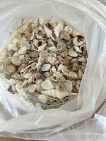 Muschel Deko 1.5 kg 
