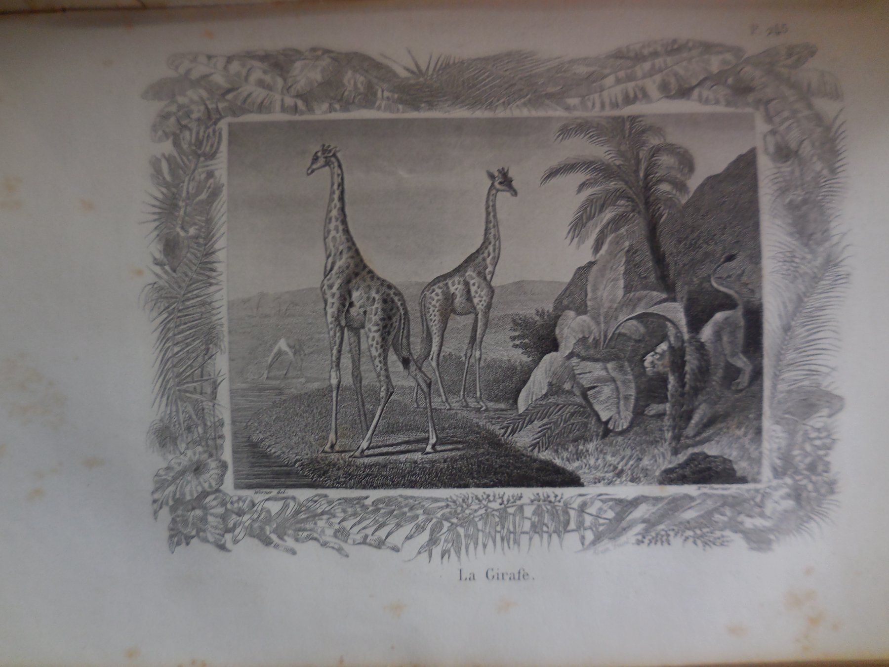 Libri: Oeuvres Choisies de Buffon 1869 – Usato da Meyrin venduto da toutatis 8