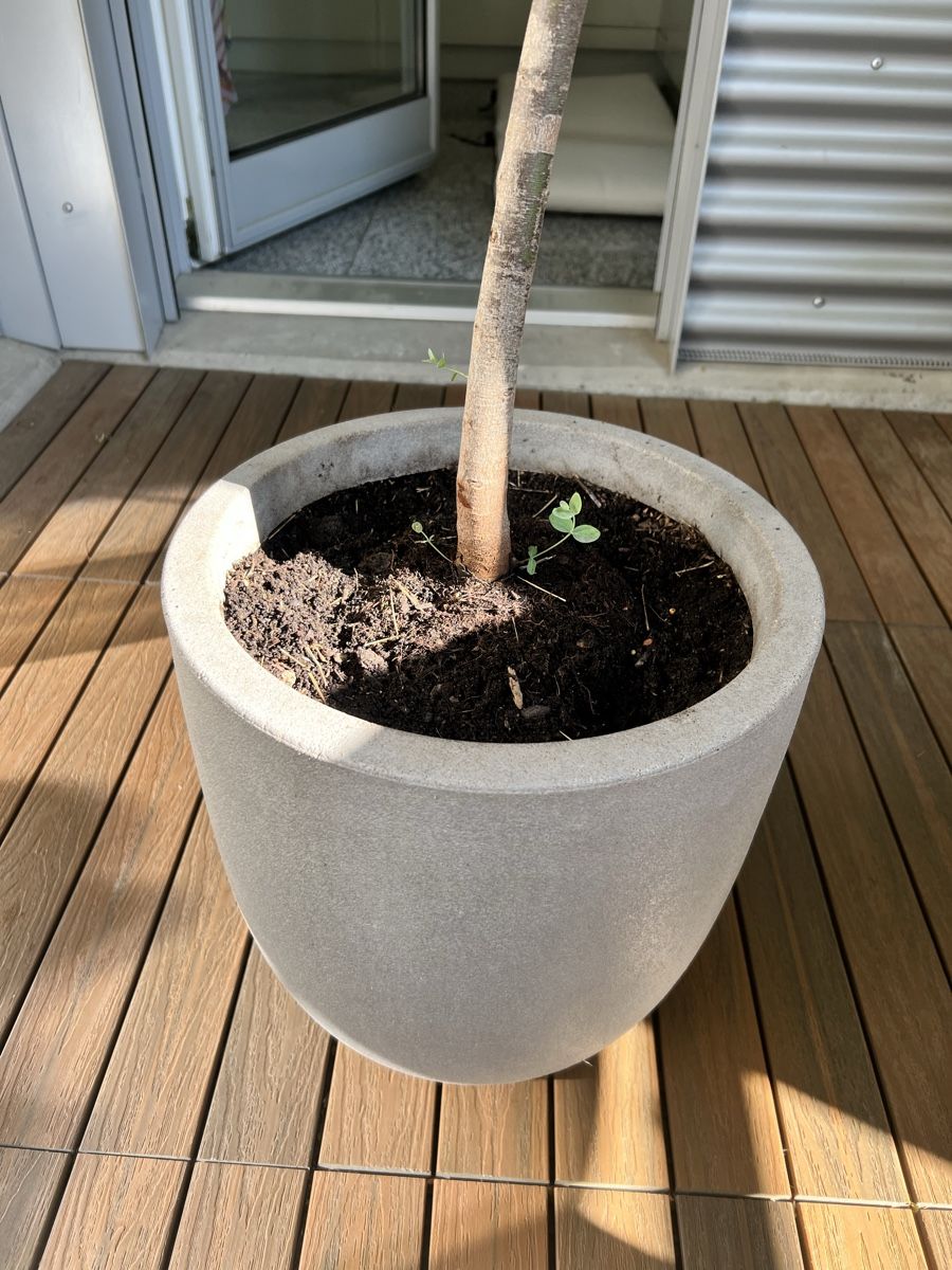 Piante & sementi: Eukalyptus Baum im Topf – Usato da Zürich venduto da Mariesieger 3