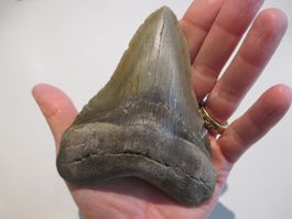 StarRecordsGmbH: Megalodon-Zahn / 12,0 cm / mit Zertifikat