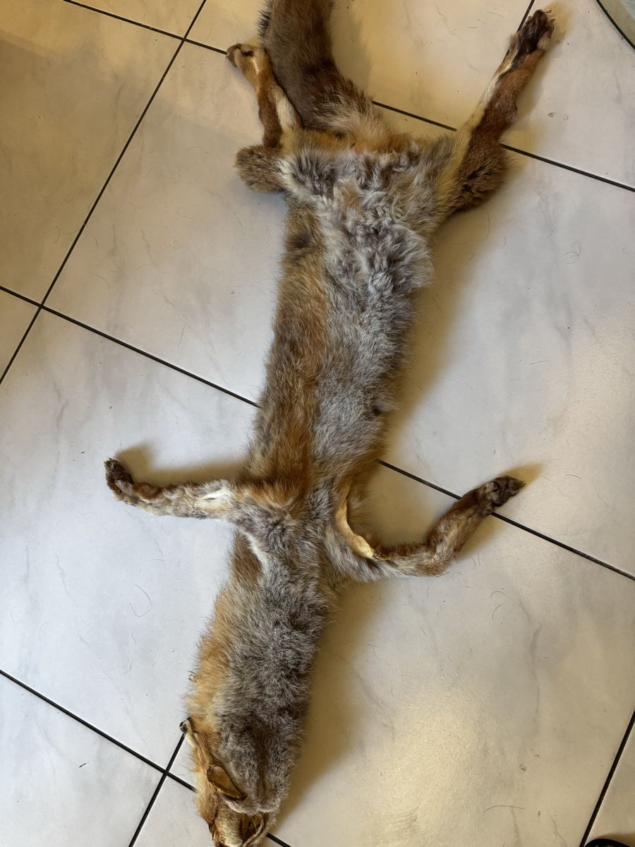 Il mondo degli animali: Fuchsfell -Fox fur pelt for sale – Usato da Olten venduto da Asaliya 4