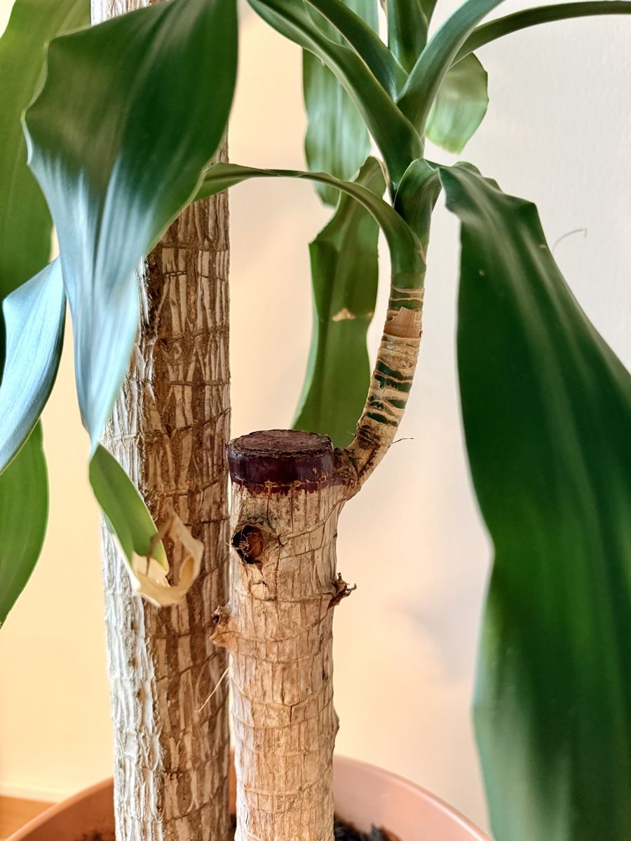 Piante & sementi: Drachenbaum (Dracaena fragrans) – Usato da Kriens venduto da Genschi 6