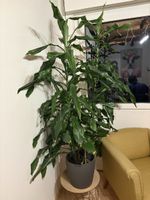 Grosse Dracaena Zimmerpflanze mit Topf, gut gewachsen