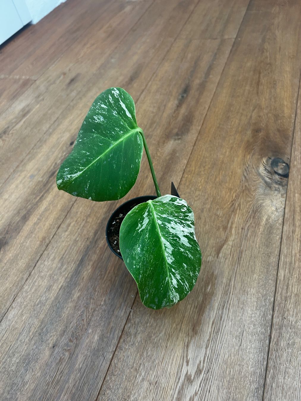 Piante & sementi: Monstera albo🤍 – Usato da Wattwil venduto da Mikesplantshop 1