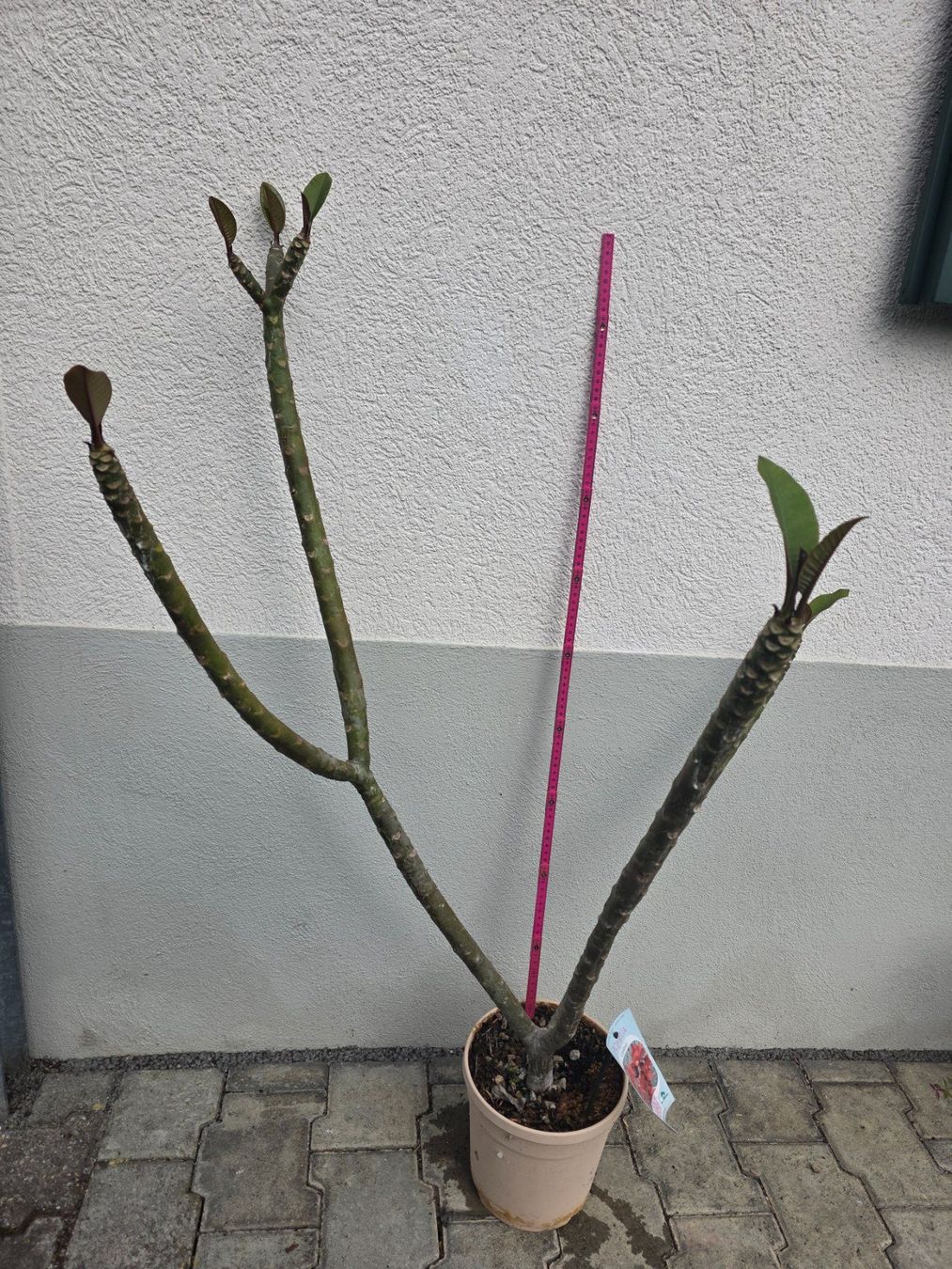 Pflanzen & Samen: Plumeria rubra "Cardinal" / Frangipani / Tempelblume – Neu (gemäss Beschreibung) aus Thalheim von silvara01 2