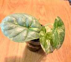 Alocasia Silver Dragon Aurea Babyplant