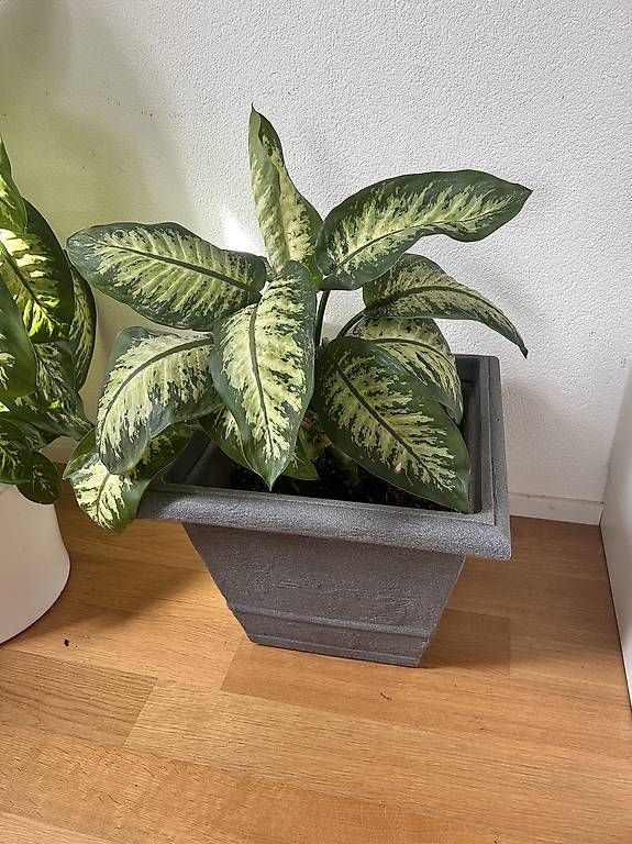 Plantes & graines: Pflanze  – D'occasion à Allschwil par ann_2t6s