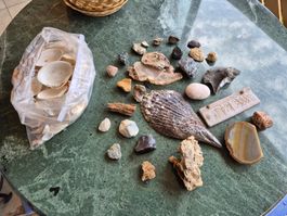 Mineralien Fossilien Muscheln Kalk Hoiz Sammlung
