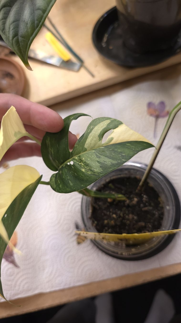 Piante & sementi: Epipremnum Pinnatum Variegata  – Nuovo (secondo la descrizione) da Neyruz FR venduto da bry_2dg9 2
