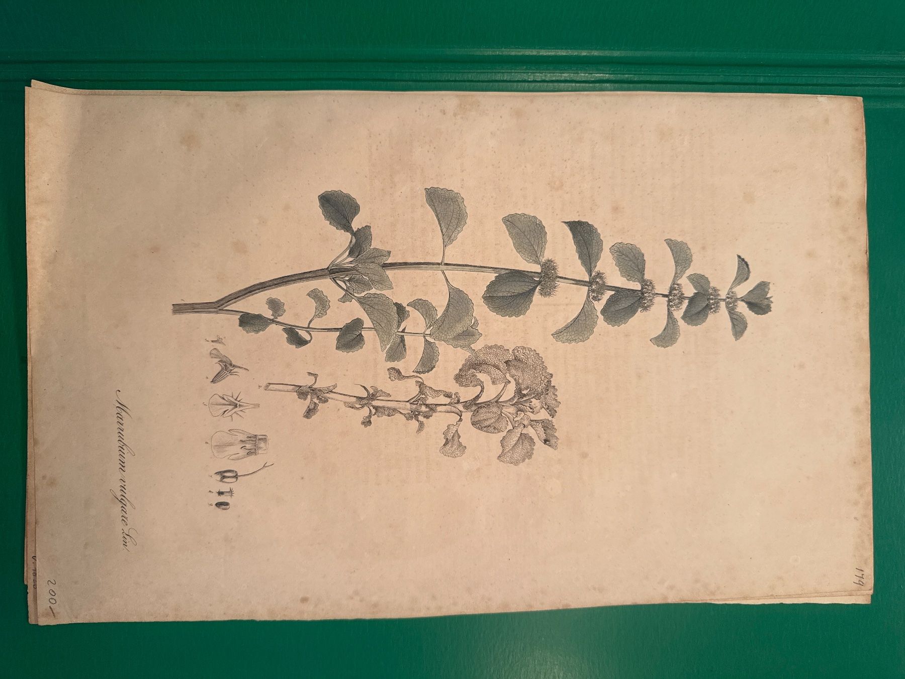 Grafiken & Lithographien: Original Botanik Drucke 1828 – Gebraucht aus Männedorf von magiundmerlin 1
