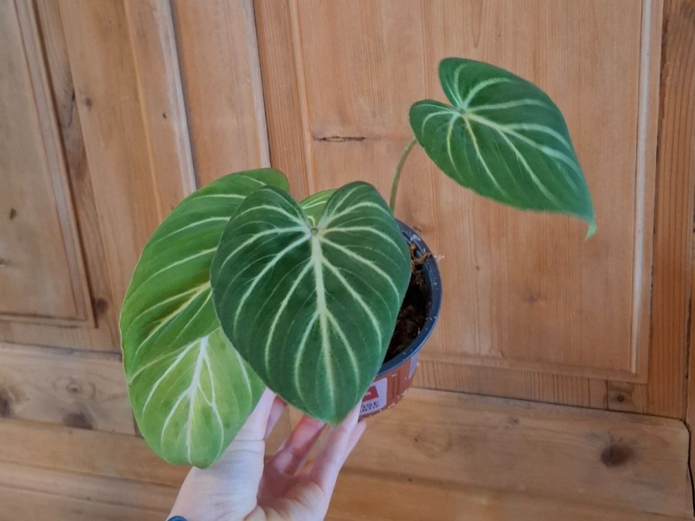 Pflanzen & Samen: Philodendron Gloriosum – Gebraucht aus Hausen AG von Pflaenzlioase