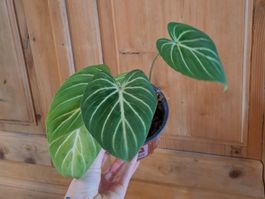 Philodendron Gloriosum