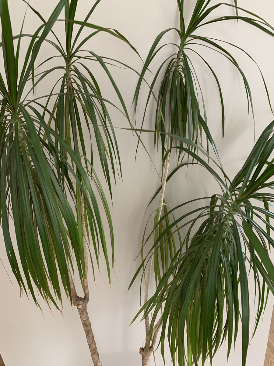 Piante & sementi: Plante d'intérieur Dracaena marginata – Usato da Port venduto da granitod 1