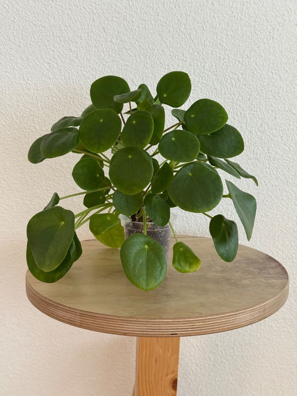 Piante & sementi: Pilea UFO Pflanze – Usato da Goldau venduto da pflanzly