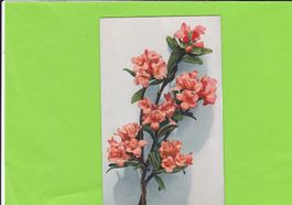 Alpenrose