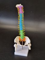 Flexibel Farbiges Anatomisches Wirbelsäulenmodell