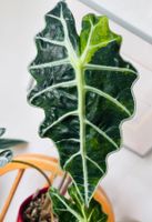 Alocasia Amazonica Polly Aurea