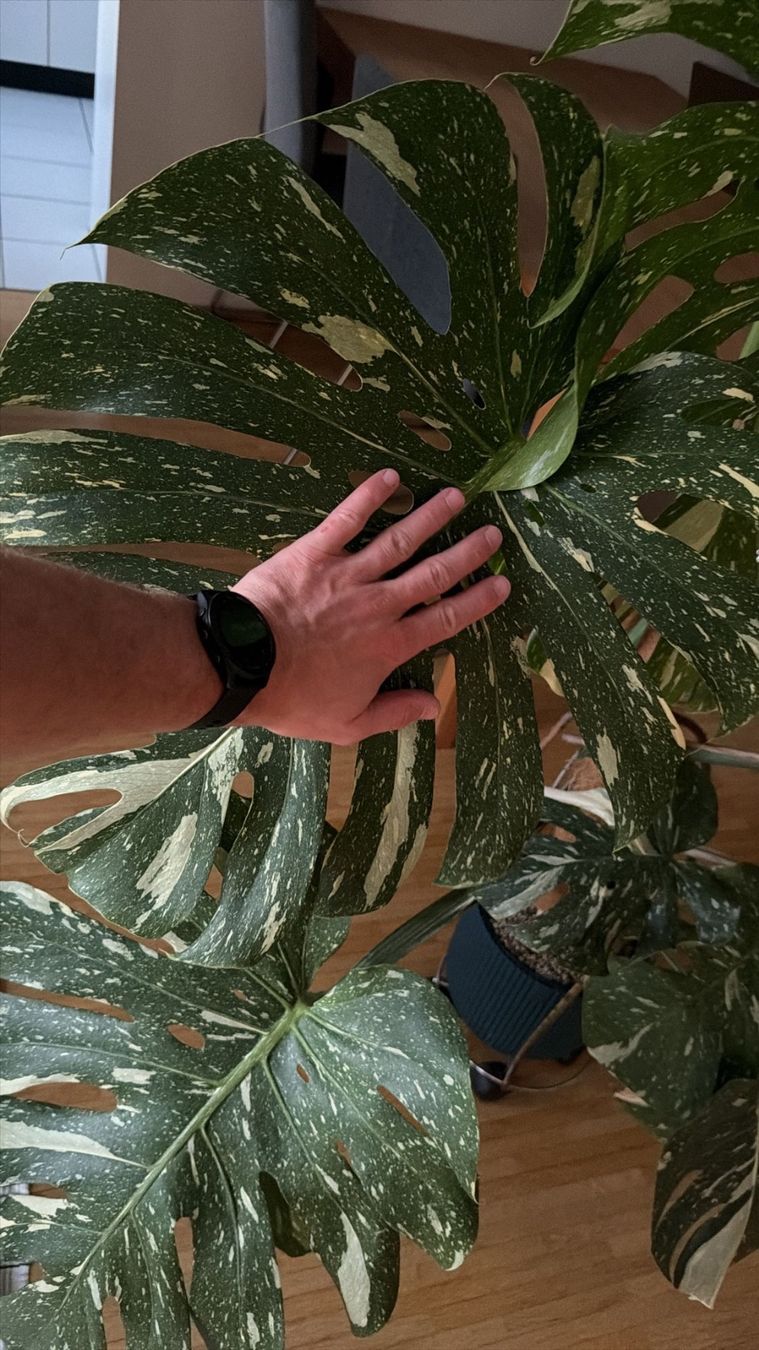 Piante & sementi: Monstera Thai Constellation ca.120cm hoch – Nuovo (secondo la descrizione) da LUZERN venduto da Adriana_6005 7