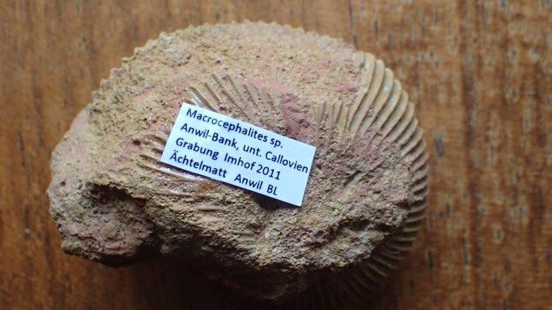 Fossili: schöner Ammonit aus Anwil  BL – Usato da Rickenbach BL venduto da Oktober68 5