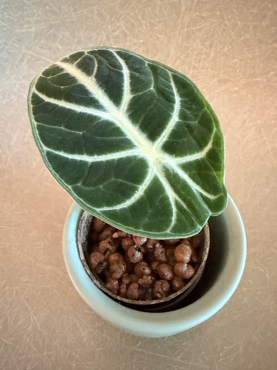 Piante & sementi: Alocasia Ninja in Hydrokultur – Usato da Ostermundigen venduto da summy73 1